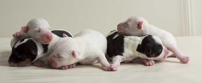 Chiots ensemble